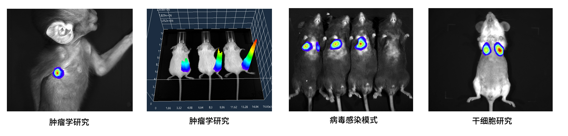 AniView100多模式動物活體成像系統(tǒng)應(yīng)用案例 AniView100多模式動物活體成像系統(tǒng)應(yīng)用案例