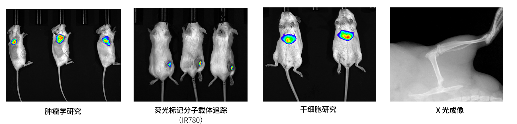 AniView600多模式動(dòng)物活體成像系統(tǒng)應(yīng)用案例 AniView600多模式動(dòng)物活體成像系統(tǒng)應(yīng)用案例