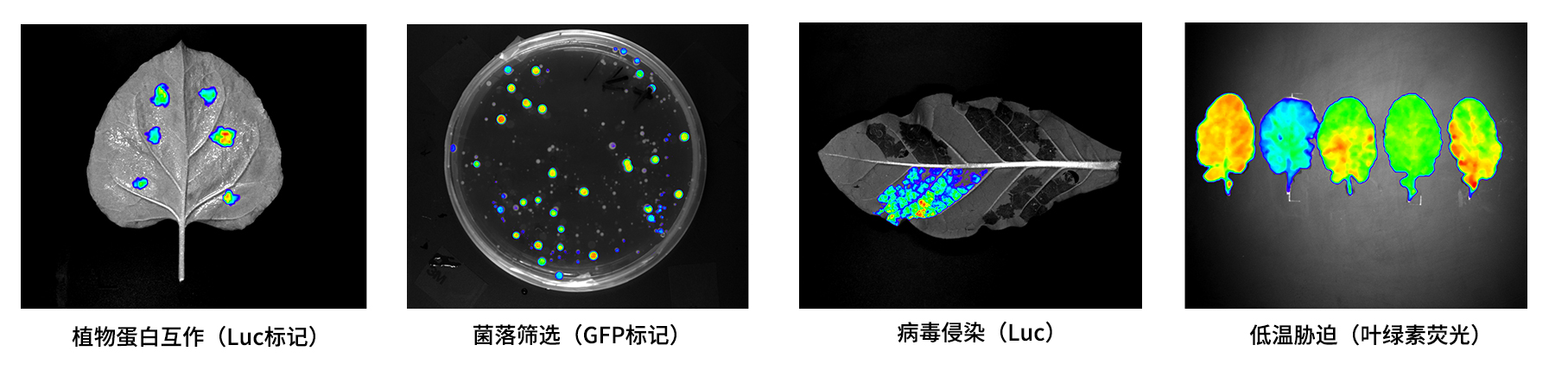 PlantView600植物活體成像系統(tǒng)應(yīng)用案例 PlantView600植物活體成像系統(tǒng)應(yīng)用案例