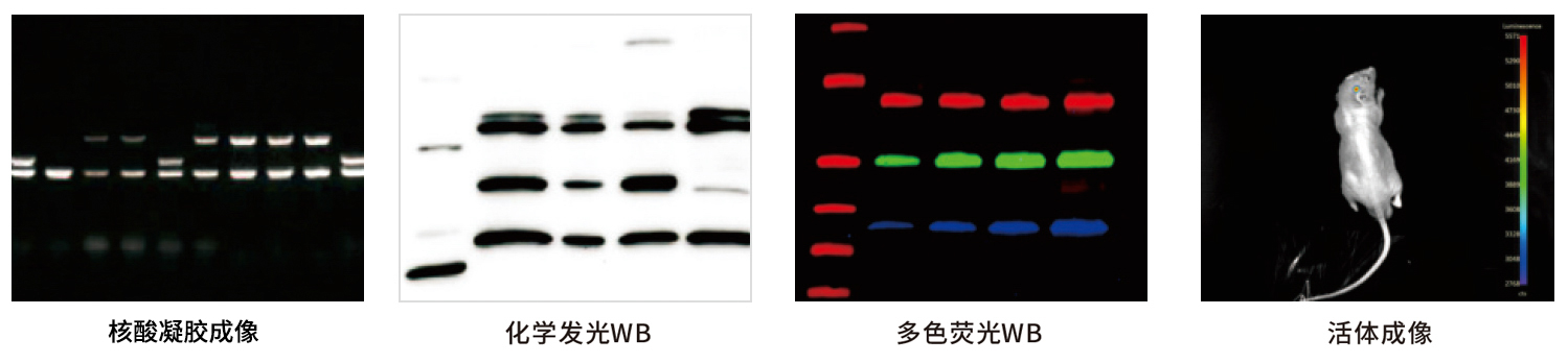 GelView 6000ProⅡ多功能圖像工作站應(yīng)用案例 GelView 6000ProⅡ多功能圖像工作站應(yīng)用案例