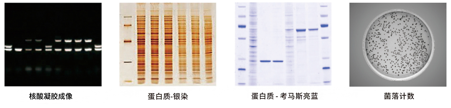 GelView 5000ProⅡ全自動(dòng)凝膠成像系統(tǒng)應(yīng)用案例 GelView 5000ProⅡ全自動(dòng)凝膠成像系統(tǒng)應(yīng)用案例